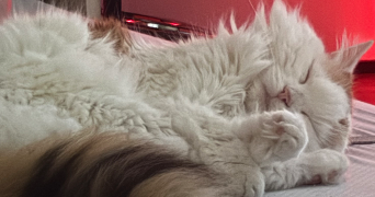 karine pet sitter à PARIS 15 75015_4