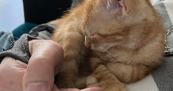 sylvain pet sitter à GONESSE 95500_2