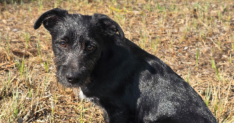 dounia pet sitter à REMAUCOURT 08220_1