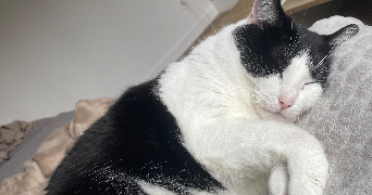 marie pet sitter à CLOUE 86600_1