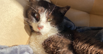 solene pet sitter à LES VANS 07140_2