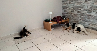 barbara pet sitter à ORMES 45140_6
