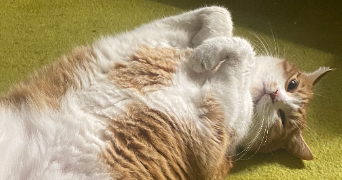 emma pet sitter à TALENCE 33400_2