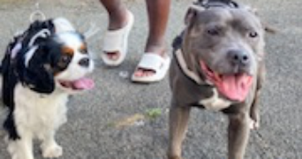 bruna dog sitter à BOISSY ST LEGER 94470_7