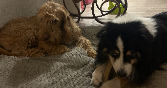 cinthia pet sitter à FAVERGES SEYTHENEX 74210_1