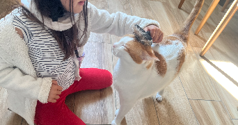 berenice pet sitter à MELESSE 35520_6