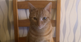 vanyl cat sitter à VITRY SUR SEINE 94400_2