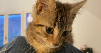 celine pet sitter à SEYSSINS 38180_2