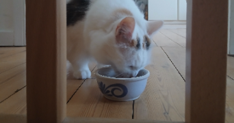 didier pet sitter à AUDERGHEM 1160_6