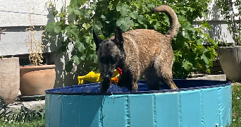 laurine pet sitter à PFASTATT 68120_7