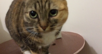 marine pet sitter à LA BOSSE DE BRETAGNE 35320_1