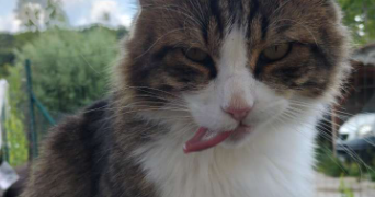 eva pet sitter à VILLENEUVE SUR YONNE 89500_1