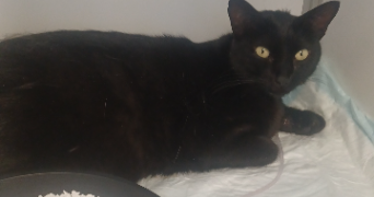 anaelle pet sitter à L ISLE SUR LA SORGUE 84800_2