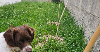 philippe pet sitter à PEYRIAC MINERVOIS 11160_3