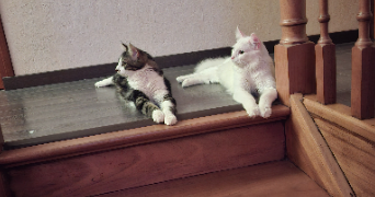 marion pet sitter à QUERNES 62120_1