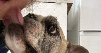 nina dog sitter à PARIS 16 75016_3