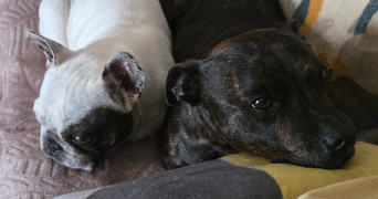 marie pet sitter à BOURBON LANCY 71140_0