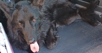 laetitia pet sitter à BOULAY MOSELLE 57220_3