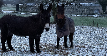 celia pet sitter à TOULOUSE 31000_2