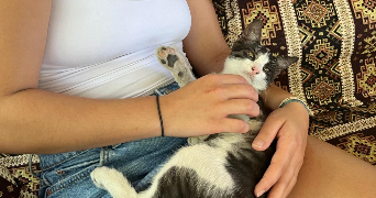 korkmaz pet sitter à STRASBOURG 67000_1