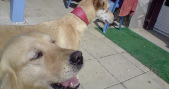 david pet sitter à NIORT 79000_5