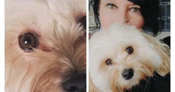 sylvie pet sitter à CEINTREY 54134_9