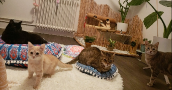emmanuelle pet sitter à VIGNEUX SUR SEINE 91270_2