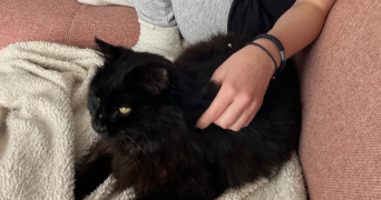 camille pet sitter à Saumur 49400_0