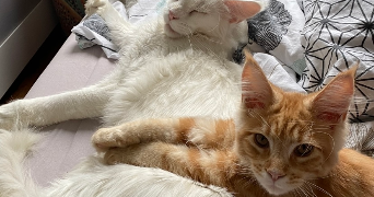 eléa pet sitter à HAUBOURDIN 59320_2