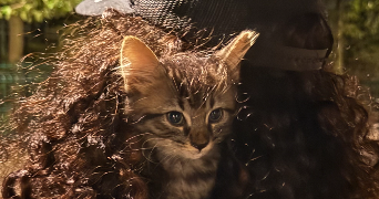 maël pet sitter à BOULOGNE BILLANCOURT 92100_0