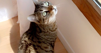 sophie pet sitter à VAUX SUR SEINE 78740_1