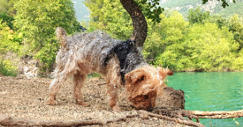 audrey pet sitter à Romorantin-Lanthenay 41200_2