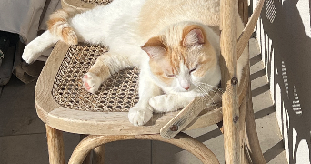 lucie pet sitter à THEZA 66200_4