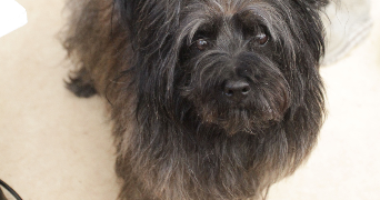 floriane pet sitter à CARBONNE 31390_1