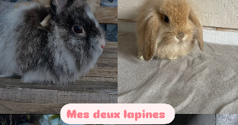 elynn pet sitter à EVIN MALMAISON 62141_2