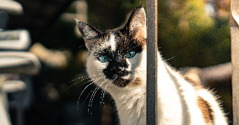 stéphane pet sitter à PARIS 10 75010_2