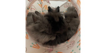 alizé pet sitter à JARVILLE LA MALGRANGE 54140_0