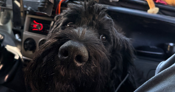 appoline pet sitter à VILLE EN SALLAZ 74250_3