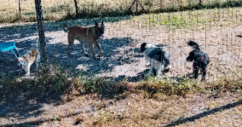 david pet sitter à BAZAS 33430_3