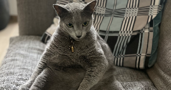 lucie pet sitter à CLAMART 92140_5