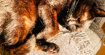 aurélie cat sitter à BRY SUR MARNE 94360_2