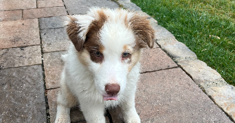 mallaury pet sitter à MESSY 77410_3