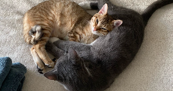 kenza pet sitter à ST FONS 69190_5