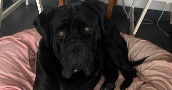 amandine dog sitter à LA SALVETAT BELMONTET 82230_1