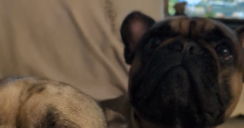 julie pet sitter à COMBS LA VILLE 77380_1