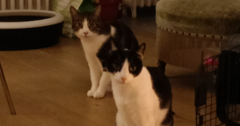 maria cat sitter à MAISONS ALFORT 94700_3