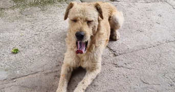 laura pet sitter à ALFORTVILLE 94140_3