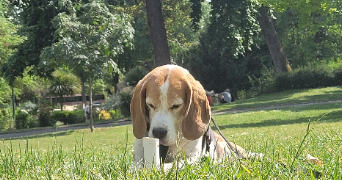 maud pet sitter à PARIS 16 75116_3
