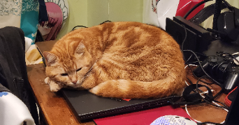 soline pet sitter à MOY DE L AISNE 02610_4