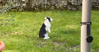 ilona pet sitter à VAL D ORNAIN 55000